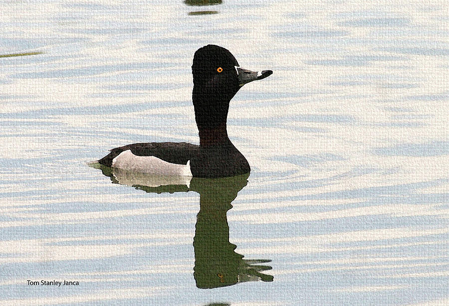 Ring Neck Duck #1 Digital Art by Tom Janca