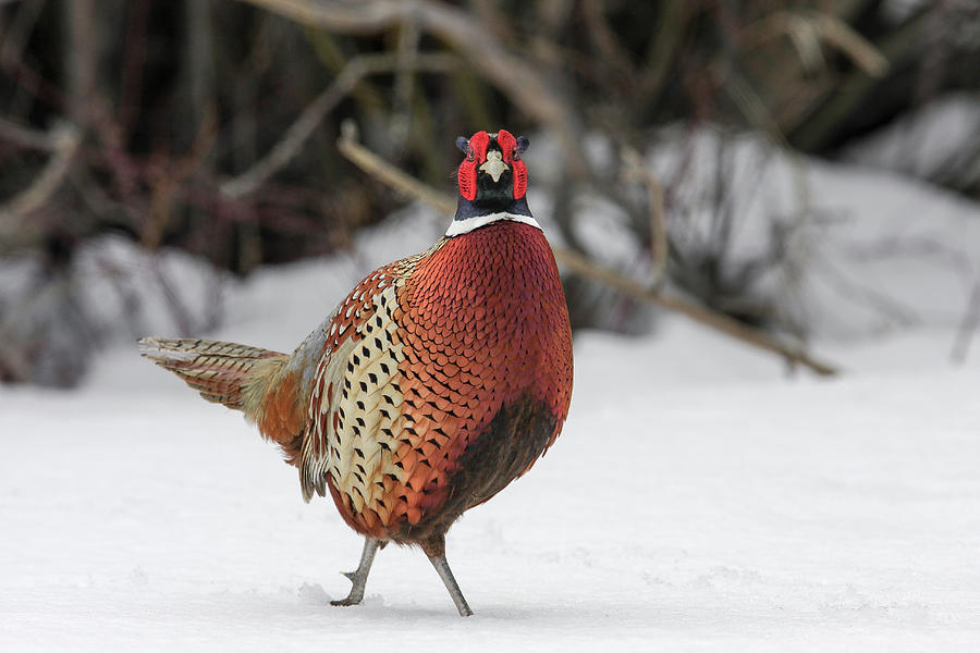 Ring Neck Pheasant #1 Photograph by Ronnie And Frances Howard