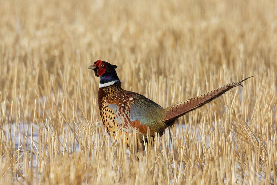 Pheasant Photograph - Ring-necked Pheasant #1 by Ken Archer