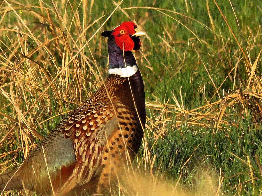 Ring-necked Pheasant  #1 Photograph by Lori Frisch