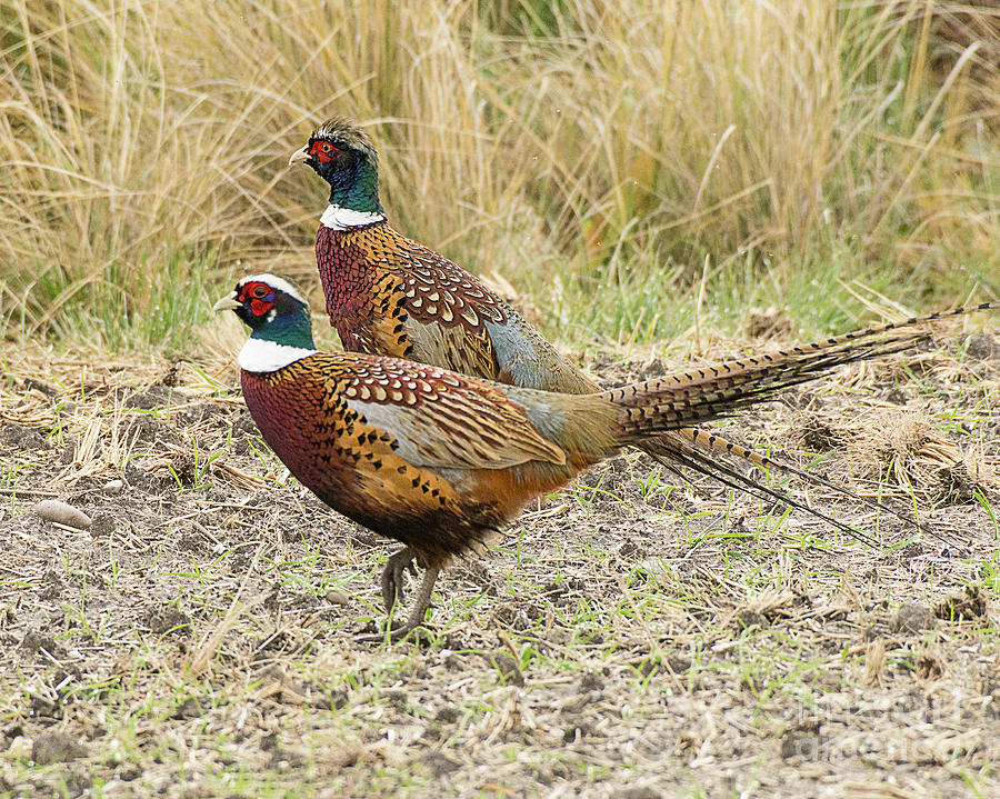 Ring Necked Pheasants #1 Photograph by Dennis Hammer