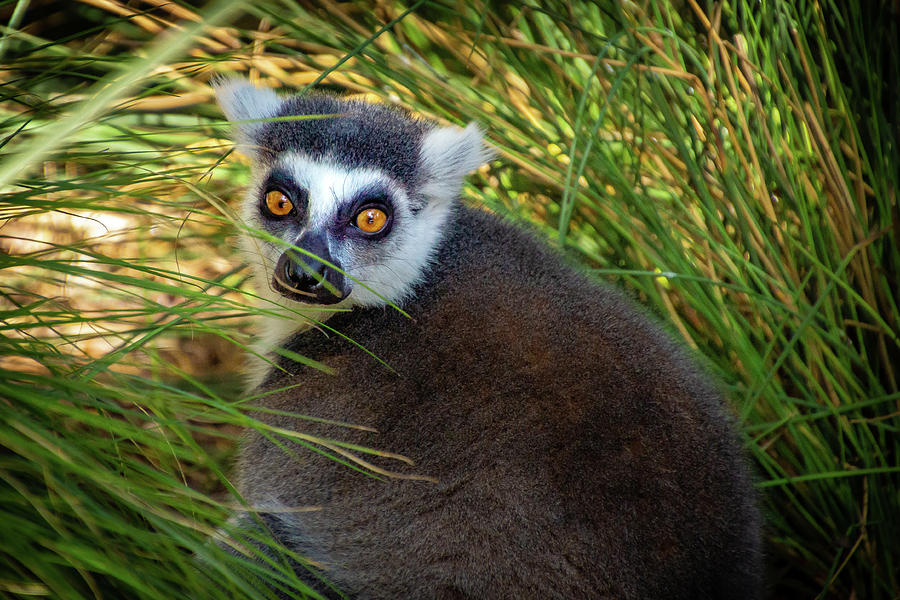 Ring-Tailed Lemur  #1 Photograph by Donald Pash