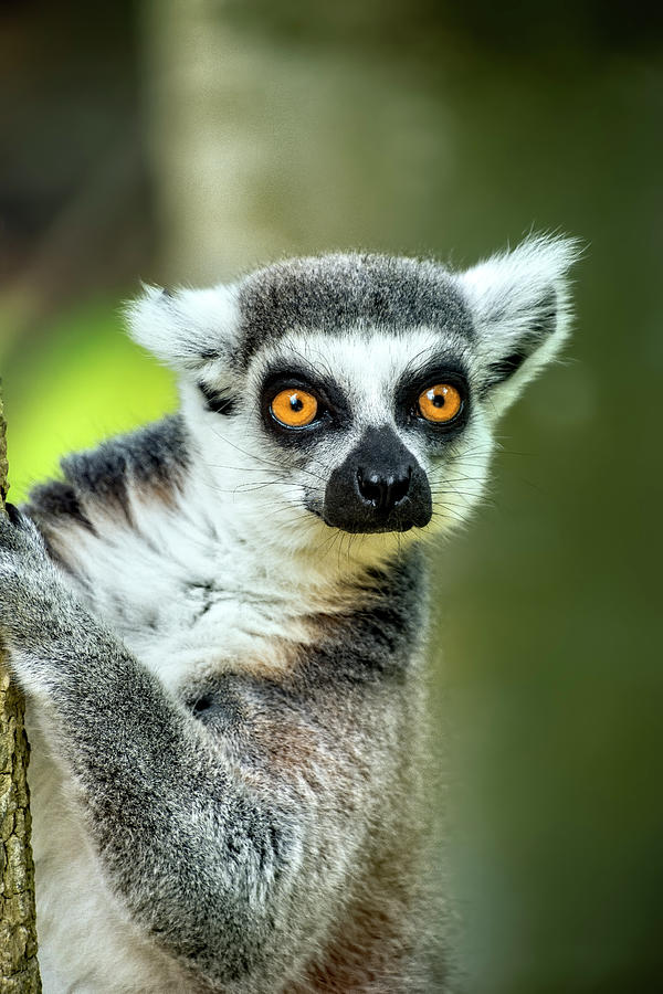 Ring-Tailed Lemur Eating Vegetation | ClipPix ETC: Educational Photos for  Students and Teachers