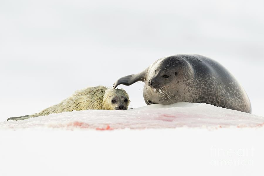 Hoogte prioriteit verband Ringed Seal Mother And Pup Photograph by Dr P. Marazzi/science Photo  Library - Fine Art America