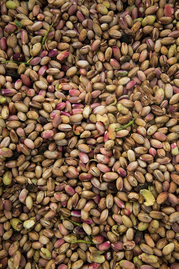 Ripe Pistachios In The Bronte Region Of Sicily, Italy #1 Photograph by Jalag / Stefano Scat