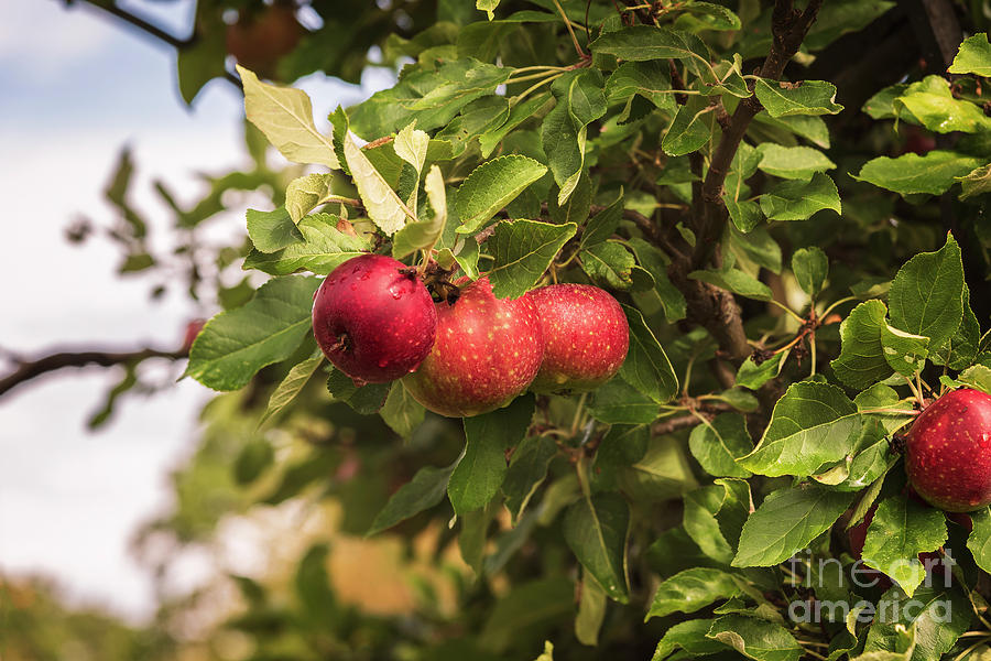 Ripe red apples #1 Photograph by Sophie McAulay