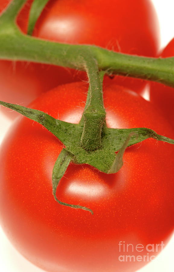 Ripe Tomatoes On A Vine #1 Photograph by Paul Whitehill/science Photo Library