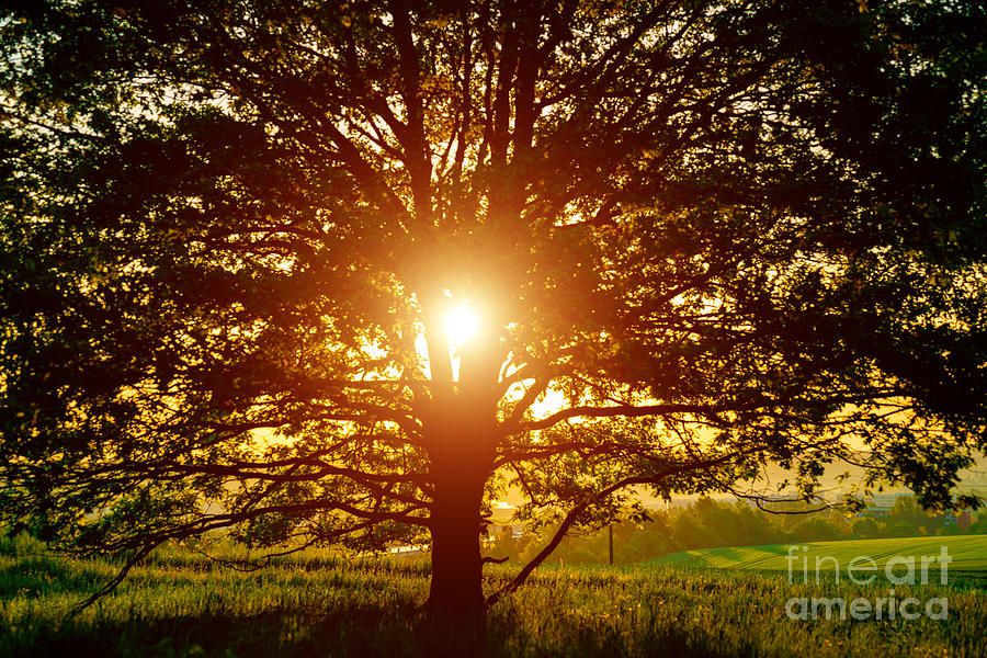 Rising Sun Through A Tree #1 Photograph by Wladimir Bulgar/science Photo Library