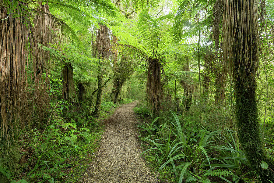 Road Through The Rainforest, Loop Track, Oparara Basin, Kahurangi National Park, West Coast, South Island, New Zealand, Oceania #1 Photograph by Rainer Mirau