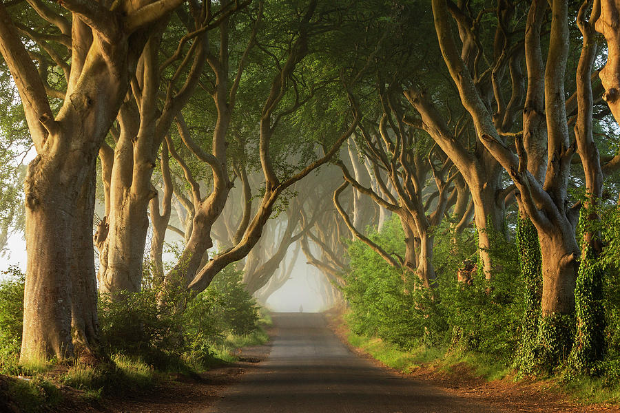 Road Under Trees #1 Digital Art by Luigi Vaccarella