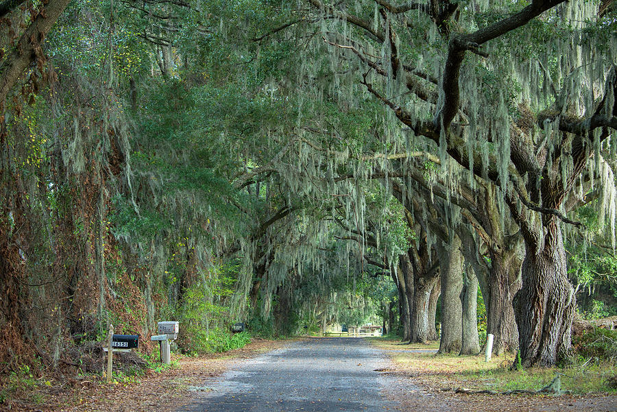Road With Oak Trees #1 Digital Art by Heeb Photos