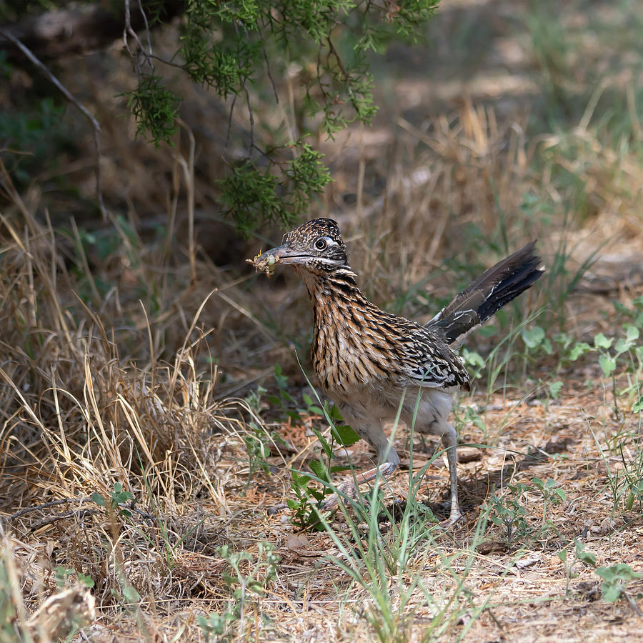 Roadrunner #1 Photograph by Patrick Nowotny