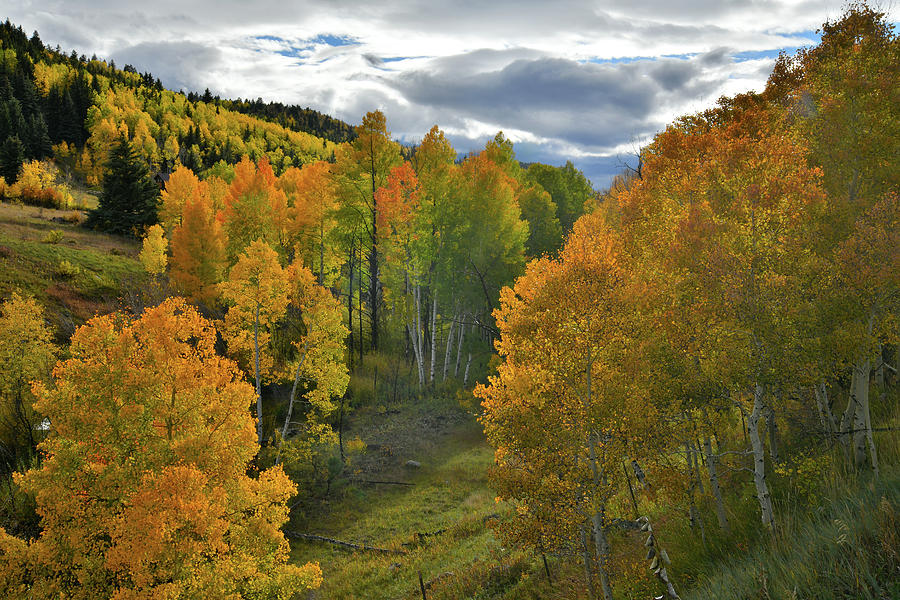 Roadside Aspens along Highway 62 #1 Photograph by Ray Mathis
