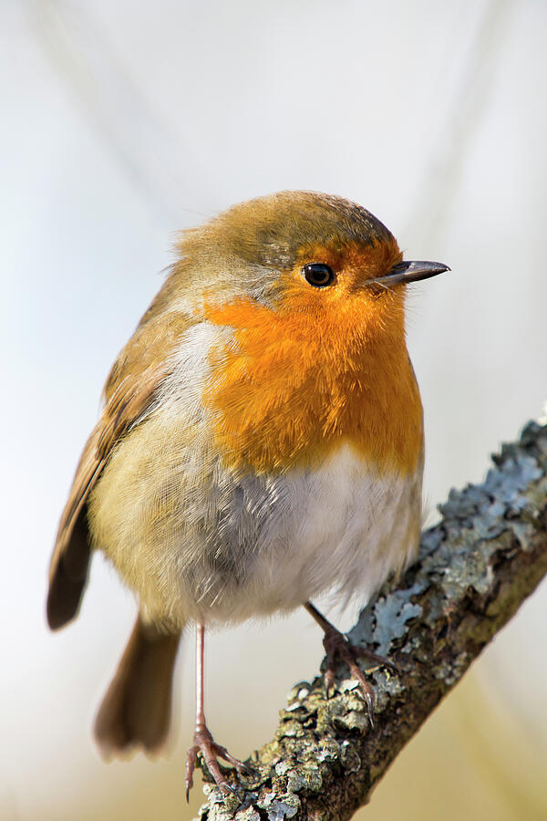 Robin At Rspb Leighton Moss Bird Reserve, Silverdale #1 Photograph by Ashley Cooper / Naturepl.com Robin At Rspb Leighton Moss Bird Reserve, Silverdale #1 Photograph by Ashley Cooper / Naturepl.com