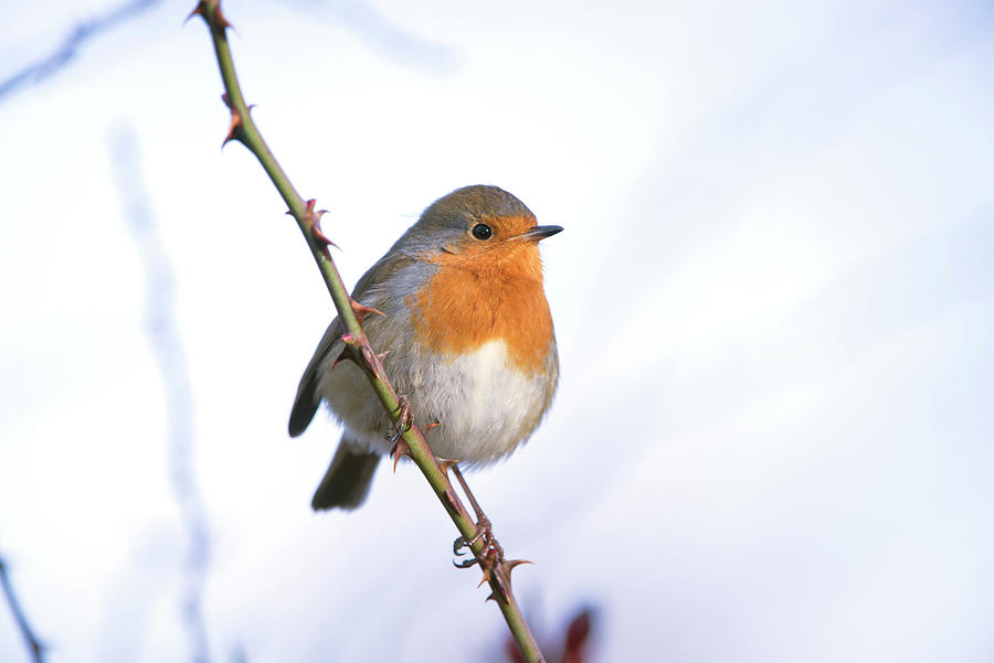 Robin Erithacus Rubecula Adult Perched #1 Photograph by Mike Powles