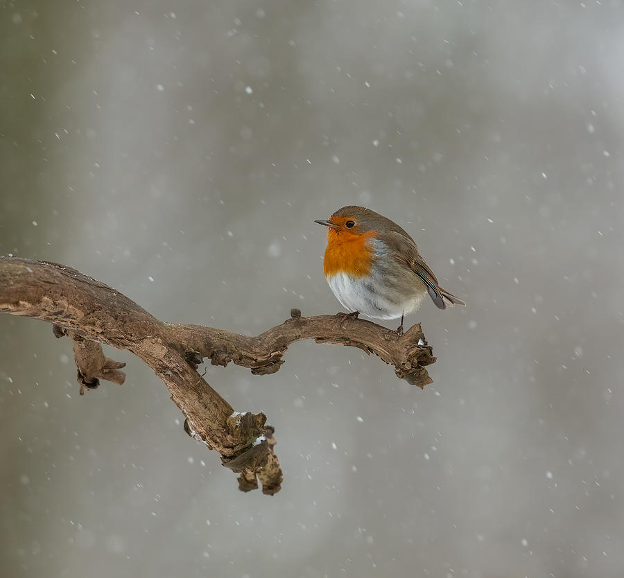 Robin Photograph - Robin In Winter #1 by Annie Keizer