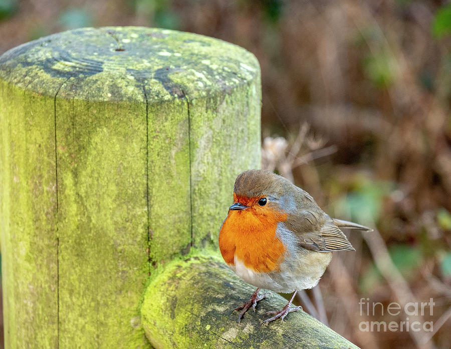 Robin on a fence Photograph by Jim Orr
