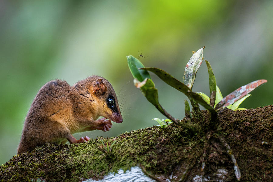 Robinsons Mouse Oppossum #1 Photograph by Sebastian Kennerknecht
