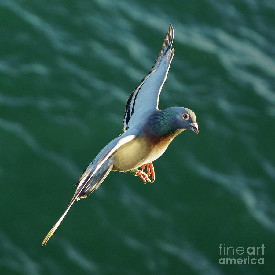 Rock Pigeon Flying over the Sea Photograph by Pablo Avanzini