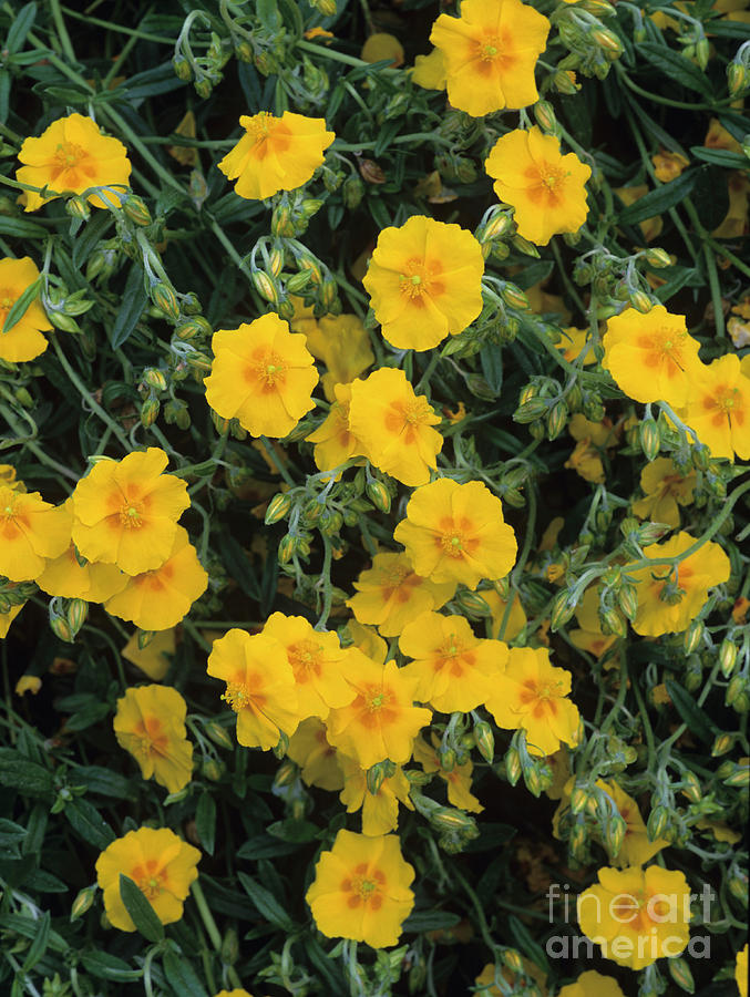 Rock Rose Flowers Photograph by Geoff Kidd/science Photo Library - Fine ...