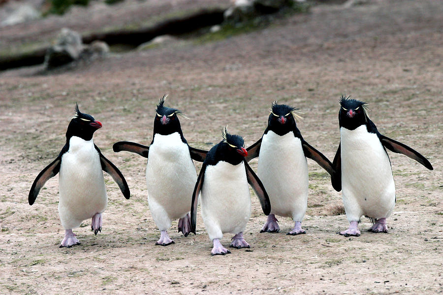 Rockhopper Penguins #1 Photograph by David Hosking
