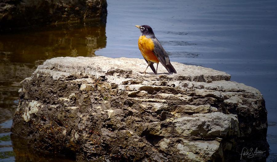 Rockin Robin #1 Photograph by Phil S Addis