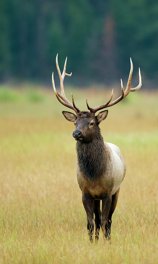 Rocky Mountain Bull Elk 6x6  #1 Photograph by Gary Langley