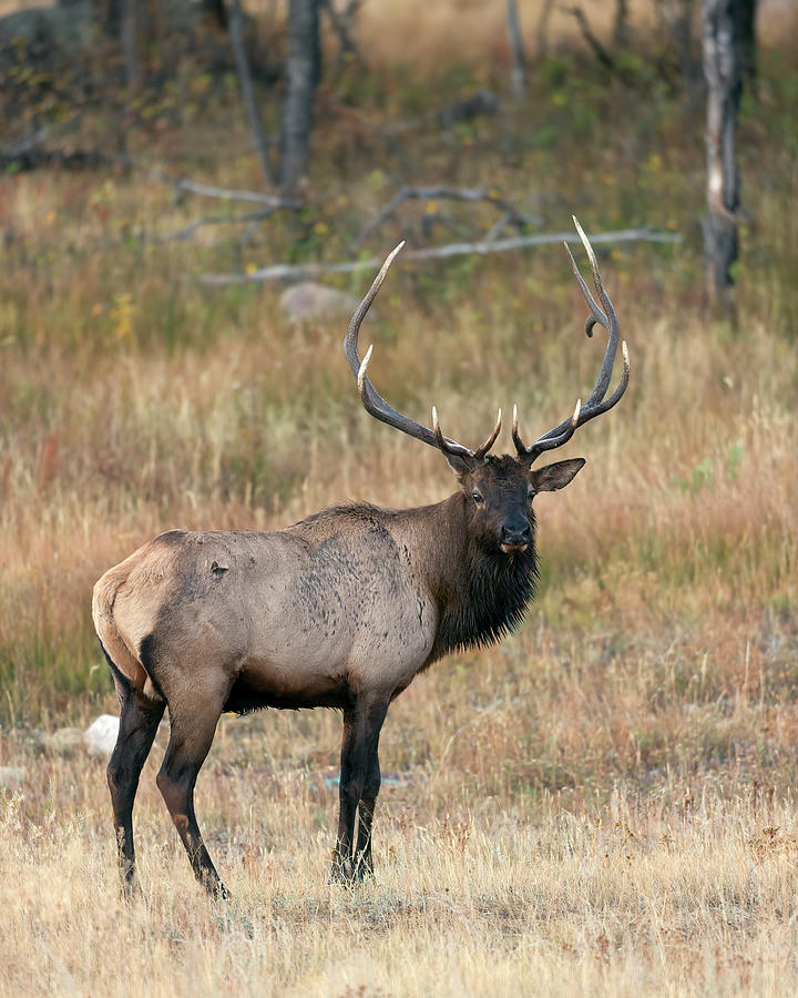 Rocky Mountain Bull Elk  #1 Photograph by Gary Langley