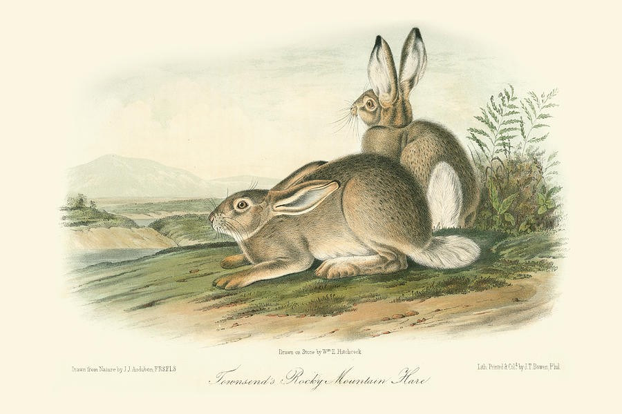Rabbit Painting - Rocky Mountain Hare #1 by John James Audubon