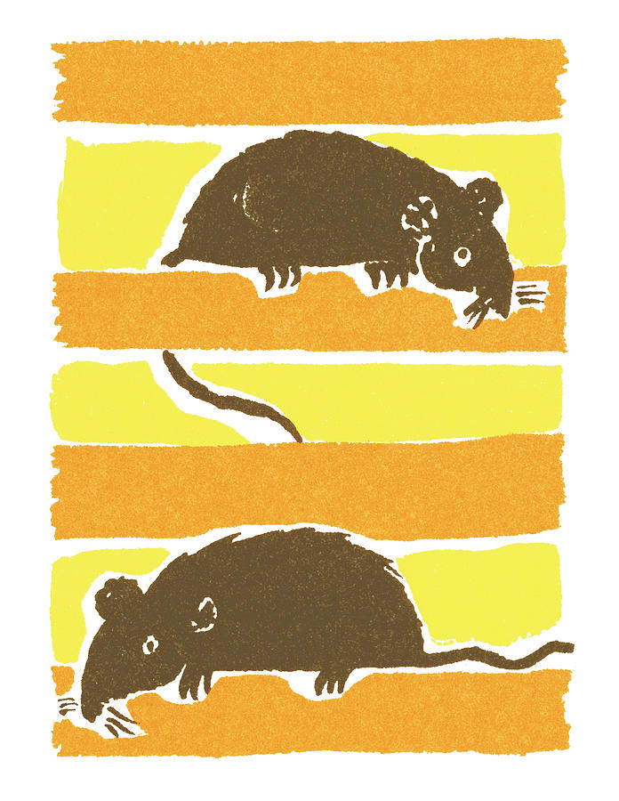 Mouse Drawing - Rodents #1 by CSA Images