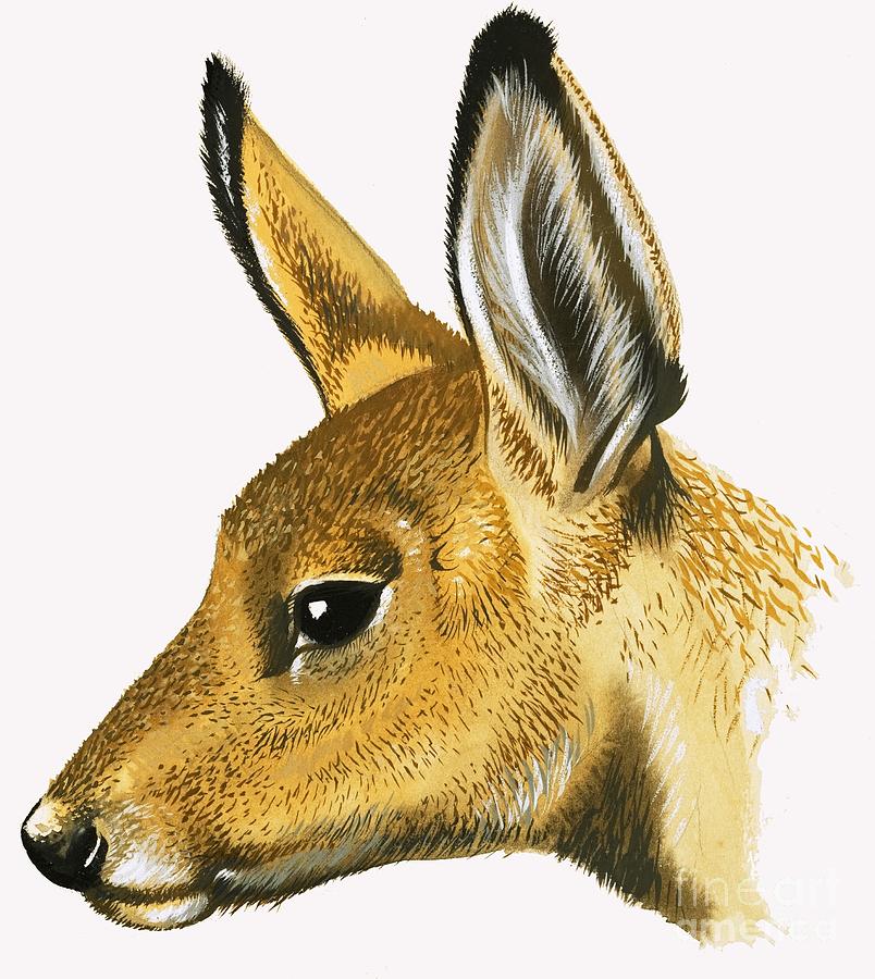 Roe Deer Painting by David Pratt