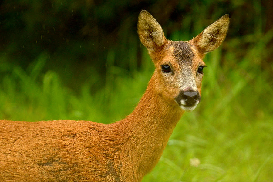 Roe Deer #1 Photograph by Gavin MacRae