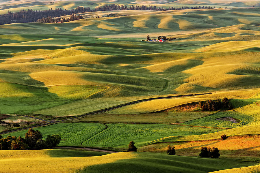 Rolling Landscape Of Wheat Fields Photograph by Adam Jones - Fine Art ...