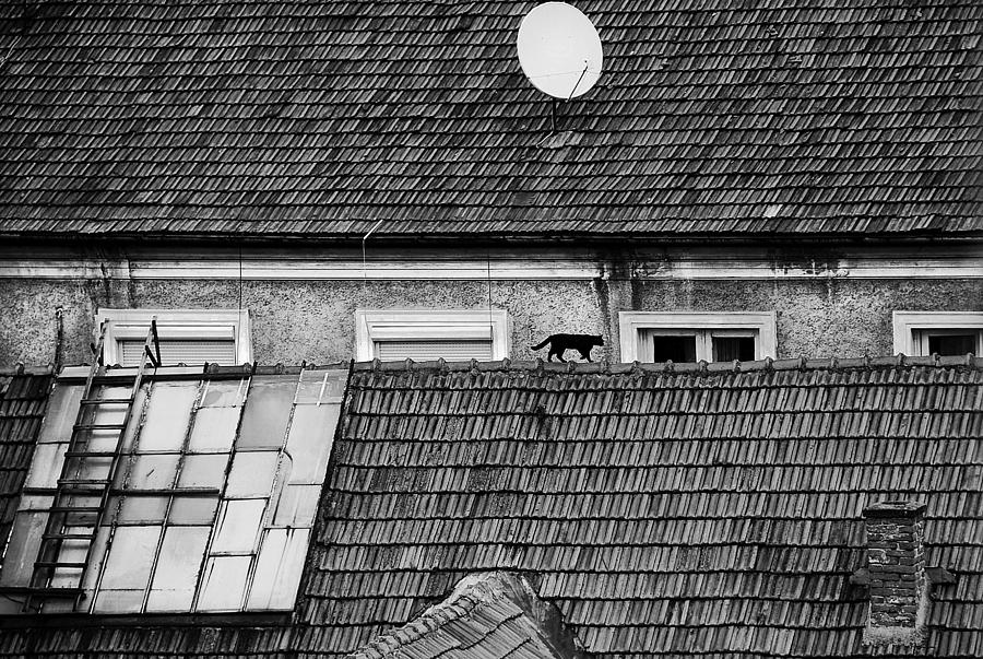 Cat Photograph - Roof Cat #1 by Nicoleta Gabor