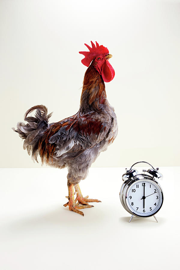 Rooster Standing Near Alarm Clock, Studio Shot Digital Art by Sebastian ...