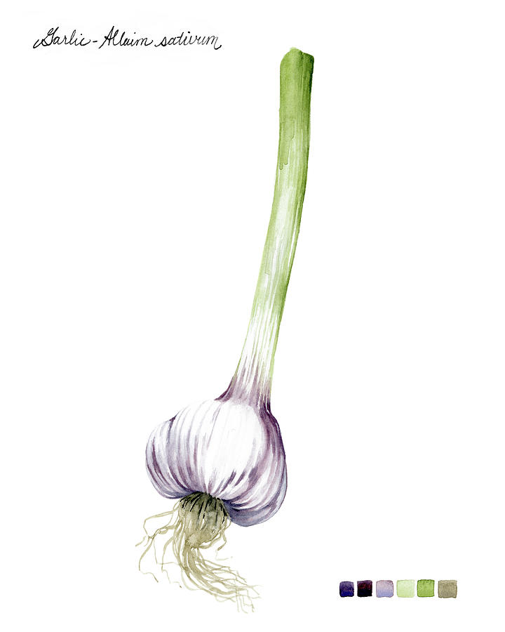 Vegetable Painting - Root Vegetable I #1 by Grace Popp