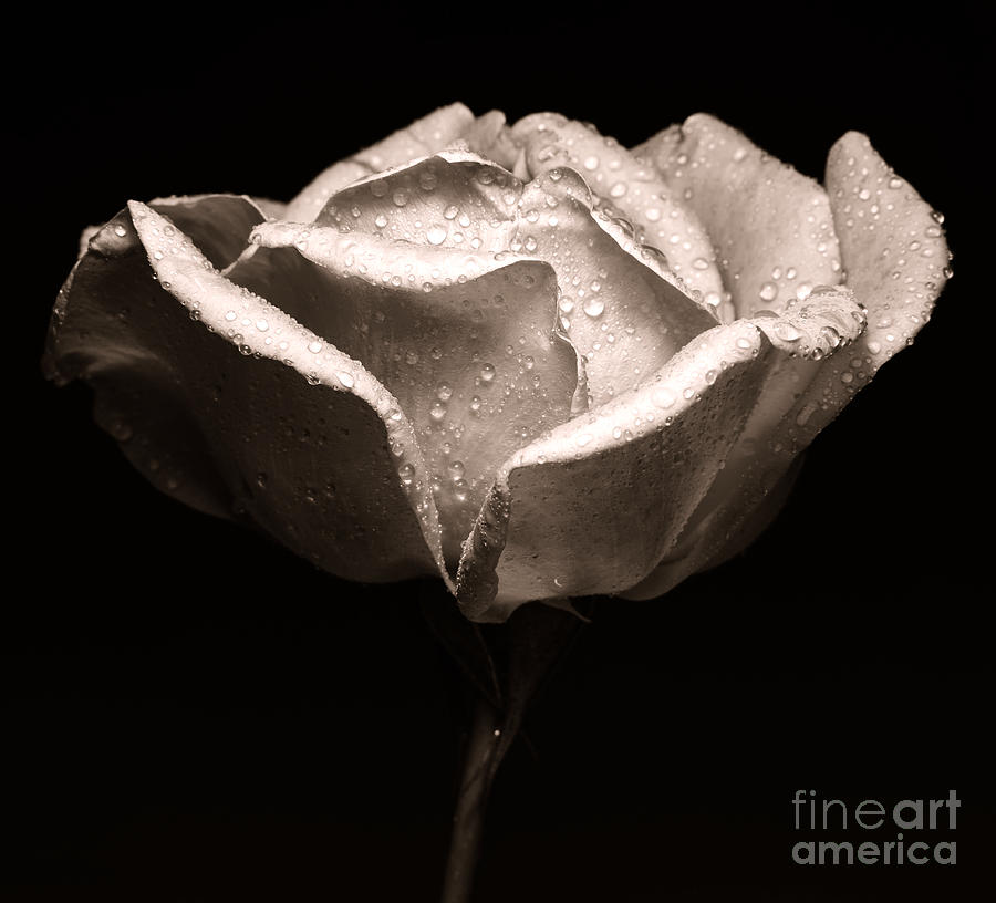Rose Photograph by Alex Caminker