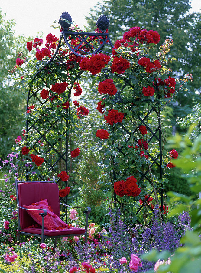 Rose Bow With Pink 'santana' climbing Rose Photograph by Friedrich ...