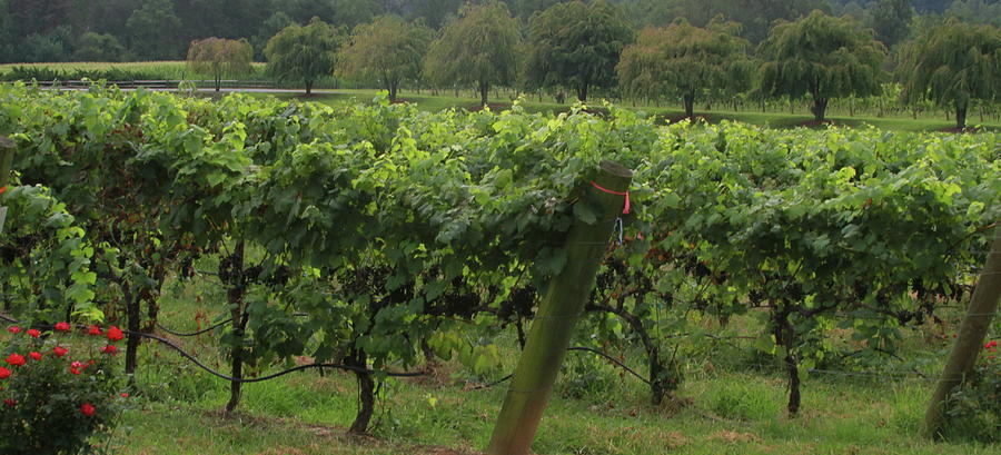 Rose Bush And Grape Vine Rows 5 Photograph by Cathy Lindsey - Fine Art ...