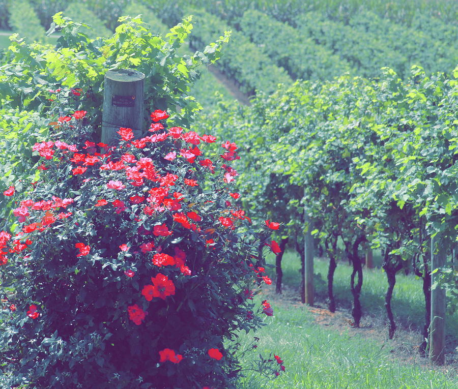 Rose Bush and Grape Vine Rows #1 Photograph by Cathy Lindsey