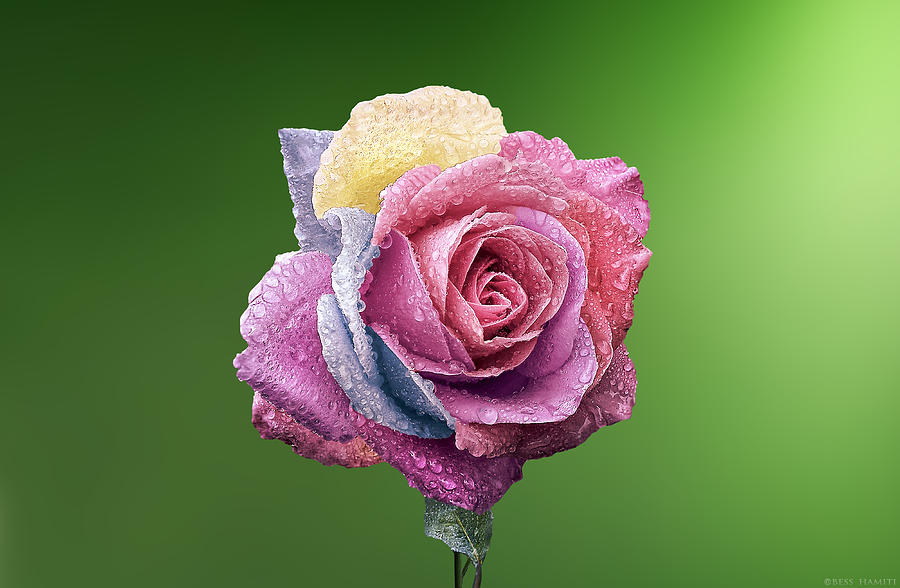 Macro Photograph - Rose Colorful by Bess Hamiti