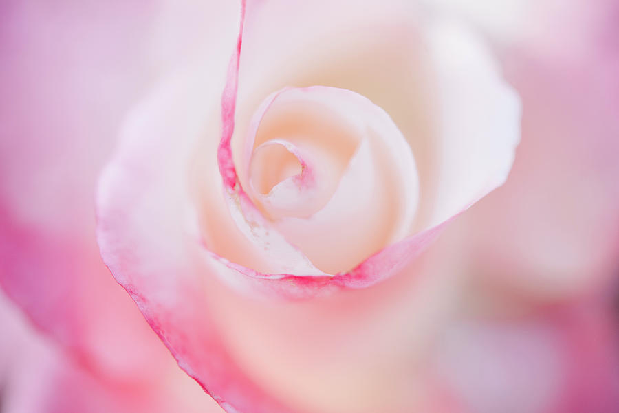 Rose-Crescendo by Johanna Froese Rose-Crescendo by Johanna Froese