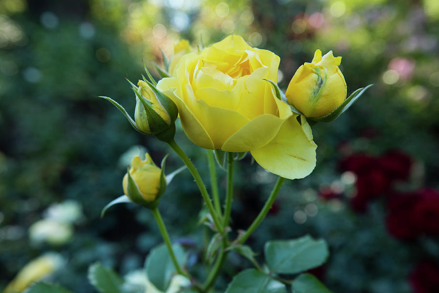 Portland Photograph - Rose Flowers In A Rose Garden #1 by Panoramic Images
