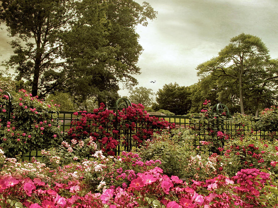 Rose Garden Trellis #1 Photograph by Jessica Jenney