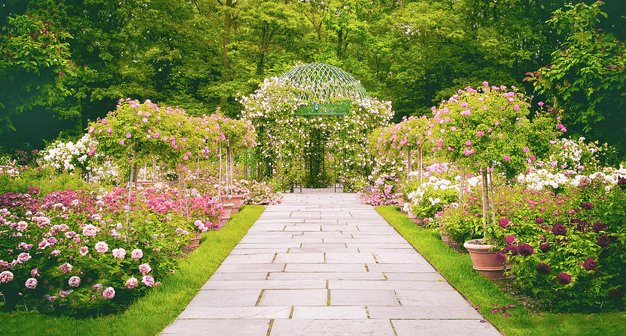 Rose Garden Walkway #1 Photograph by Jessica Jenney