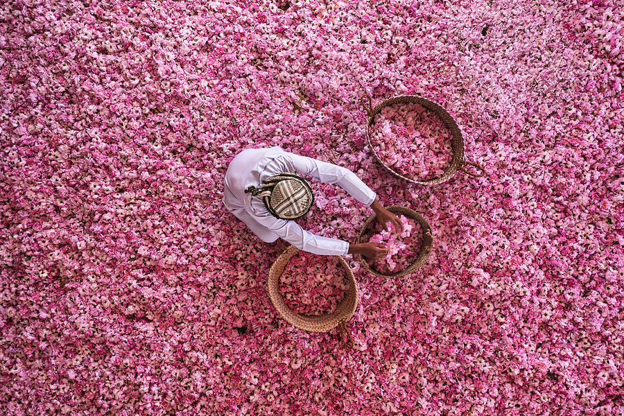 Rose Harvest Season #1 Photograph by Haitham Al Farsi