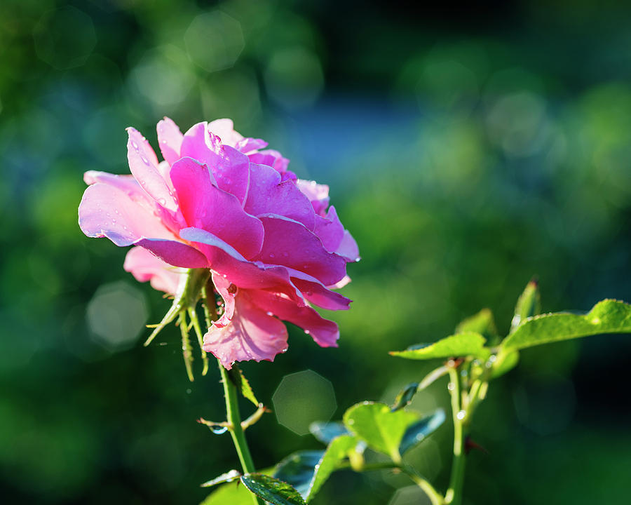 Rose in nature Photograph by Vishwanath Bhat - Fine Art America