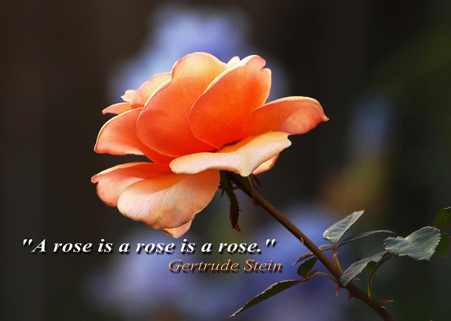 Rose Inspiration #1 Photograph by Richard Thomas
