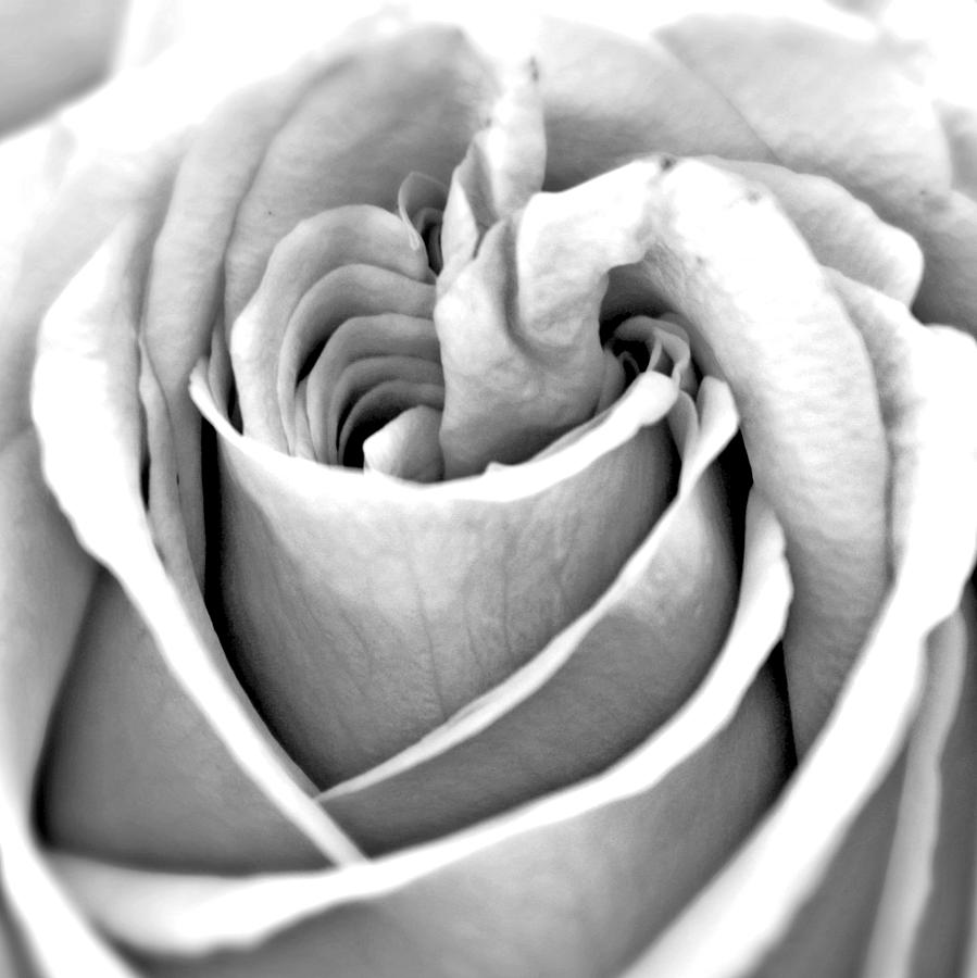 Rose Macro BW #1 Photograph by Mary Pille