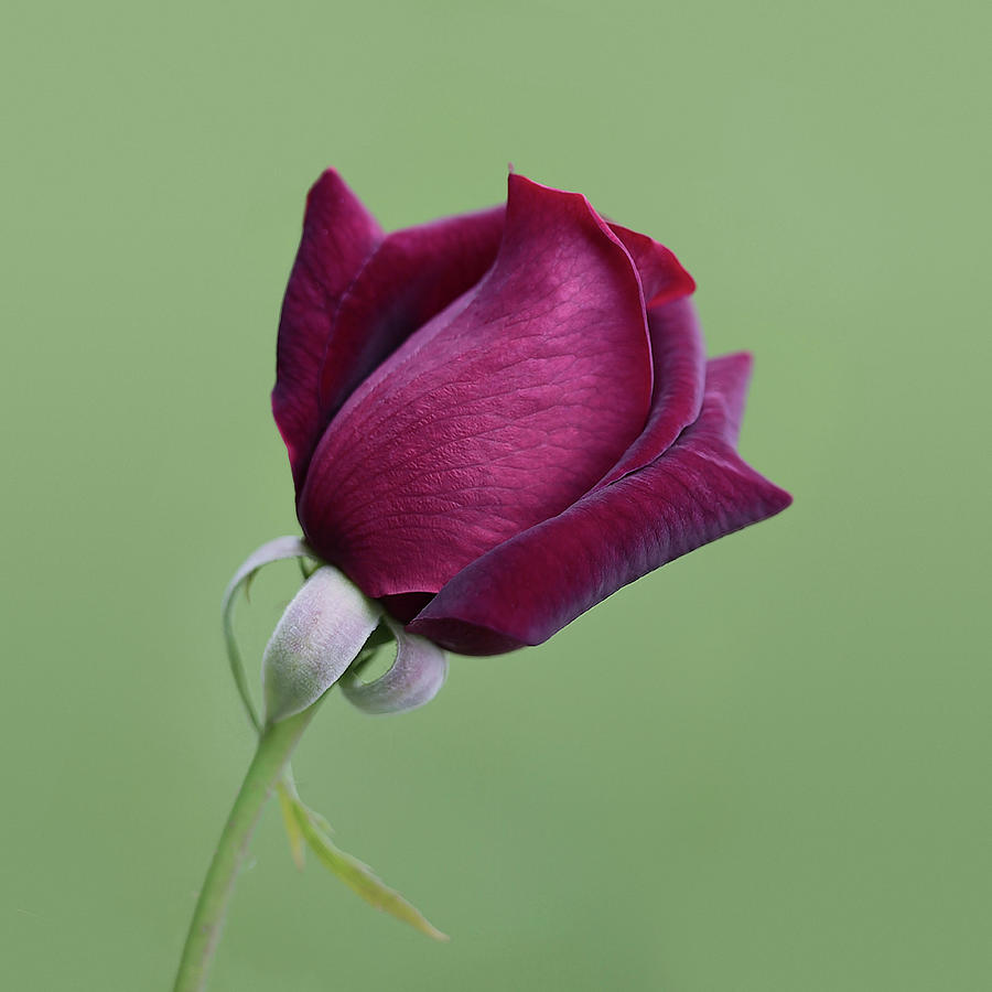 Rose #1 Photograph by Nevena Uzurov